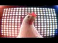 Pollos del Mercal