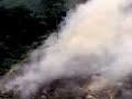 save-rainforests-save-lives.html