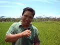 feel the wave in ricefield feel the wave in ricefield