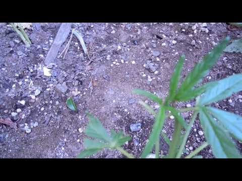 how to use sensi grow part a and b