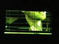 CdSe TFT AMOLED display