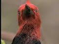 Territorial animal sounds in the forest - David Attenborough  - BBC wildlife