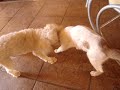 tokinho � sagaz! ahuiahiuaha