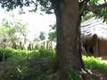Africa 10