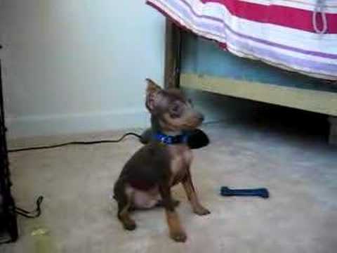 Talking Min Pin