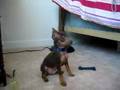 Talking Min Pin