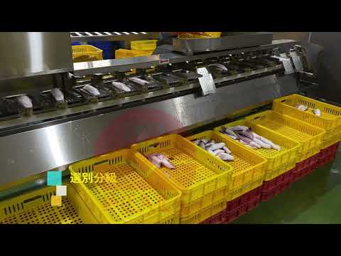 晨嘉自動化-虱目魚肚承盤式重量分級機