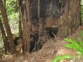 Palo Alto Duck Pond and Redwood Trails