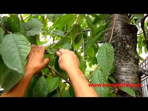 altoire - Autor: Nelu TOMA www.horticultorul.ro Detalii linck: http://www.horticultorul.ro/pomi-fructiferi/alpoirea-pomilor-vara-toamna/