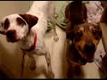 Jake and Peanut - Humane Society of Monroe County Jake and Peanut - Humane Society of Monroe County