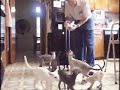 http://siamese-kittens.comWhat happens when I open the refrigerator.It's only been 2 hours since they last ate.