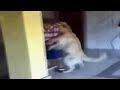 Pies zaatakowa� staruszk�
