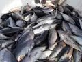 Fishing yellow fin tuna in Oman !