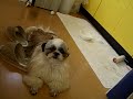 ?????shih-tzu