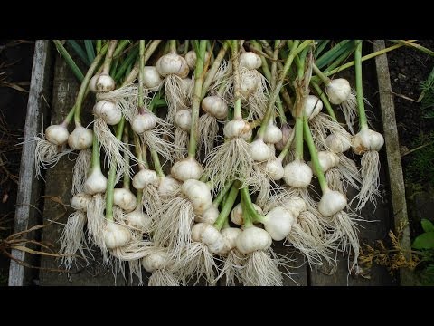how to replant garlic cloves
