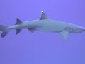 AUSTRALIA 1 - Diving in the Great Barrier Reef