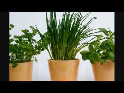 how to grow herbs