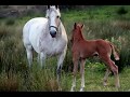 videos de Dan's Foal