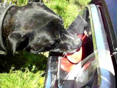 roscoe putting his ball on the buick