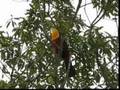 videos de Tucanos