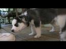 Siberian Husky Puppies Eating