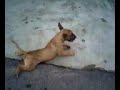 Snicker Bullterrier a rastejar...