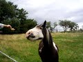 Heart of the Foal-Foals in Field