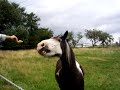 Heart of the Foal-Foals in Field