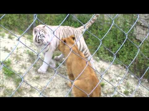 VIDEOS DE LEONES VS TIGRES videos de leones vs tigres:
