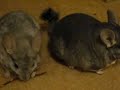 CHINCHILLA TIME