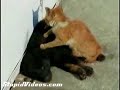 Cat Massages Dog