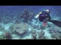 Shaab El Shehr Red Sea Diving nurkowanie Egipt