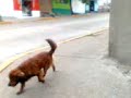 terapia con perro (resse). terapia con perro (resse).