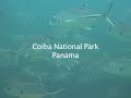 Panama Video