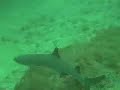 Scuba Diving Coiba National Park, Republic of Panama