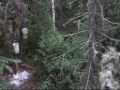 Pasha Lake Cabins Bear Hunt 2009