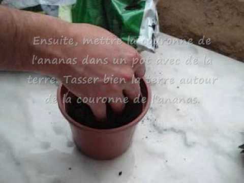 Comment faire pousser un ananas.