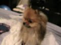Ricki and Champ - After the bath - 3