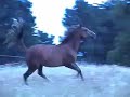 Bot flies annoying horses in summer