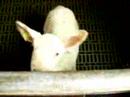 Lamb, borreguitos, sau...
