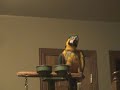 Buddy the (3 Stooges) Talking Parrot -- 2mins of Stooges