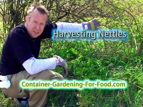 how to harvest stinging nettle