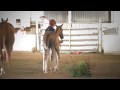 Sweet Tater (38) 2009 Irish Draught Sporthorse filly