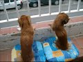 Alka y Kiba