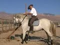 Andalusian Horse for sale