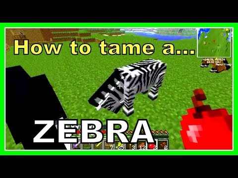 how to tame a zebra in minecraft