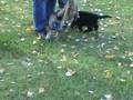 U Litter 6 1/2 Wks Working German Shepherd pups!