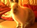videos de Mon lapiin0u