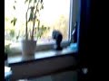 test video HTC s710 MJPG AVI test video HTC s710 MJPG AVI
