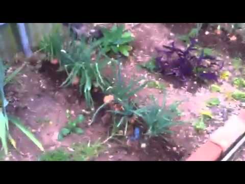 how to harvest spring onion